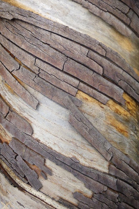 Picture of BARK ART II