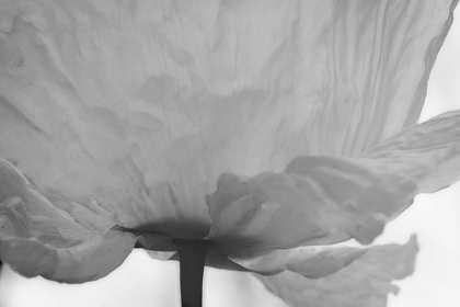 Picture of POPPY ELEGANCE I