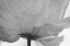 Picture of POPPY ELEGANCE I