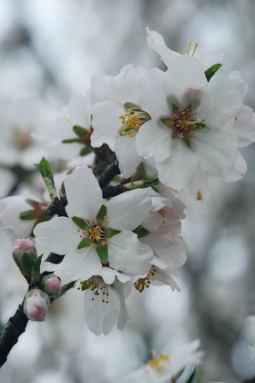 Picture of SPRING BLOSSOMS I