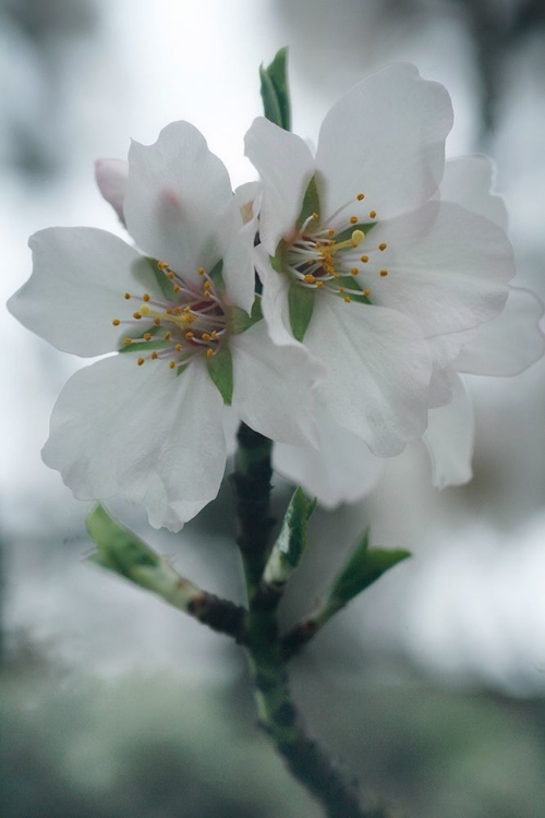 Picture of SPRING BLOSSOMS II