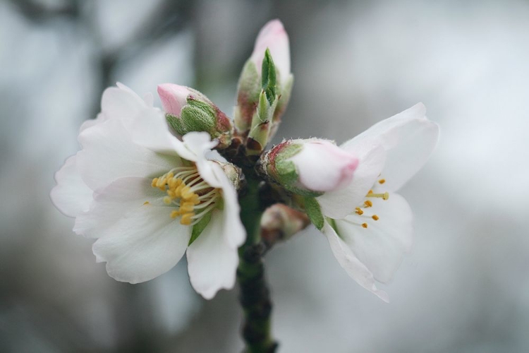 Picture of SPRING BLOSSOMS III