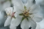 Picture of SPRING BLOSSOMS IV