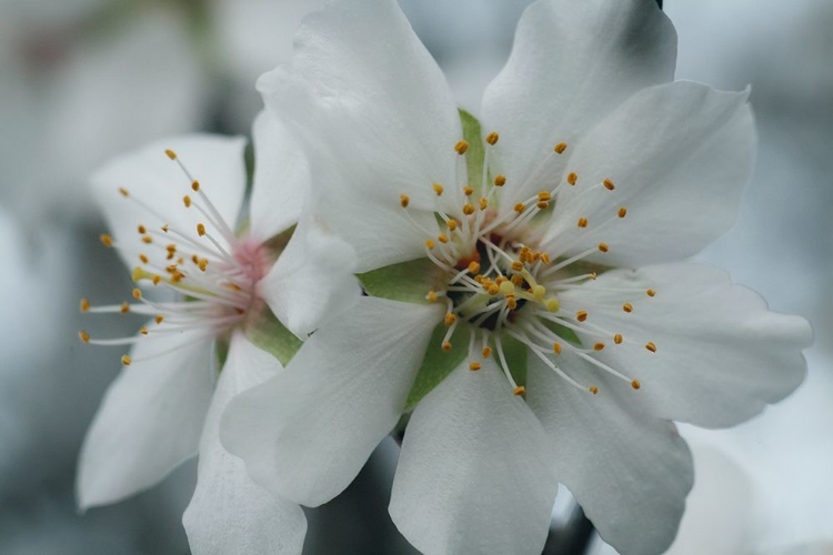 Picture of SPRING BLOSSOMS IV