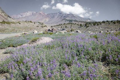 Picture of SHASTA MAJESTY II