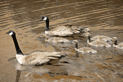 Picture of CANADIAN GEESE