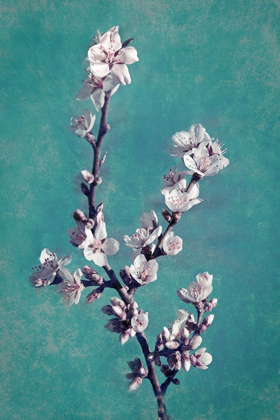 Picture of SPRING BLOSSOMS ON TEAL