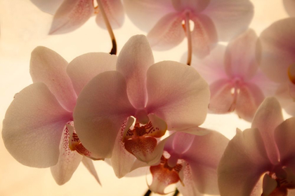Picture of PURE ORCHIDS
