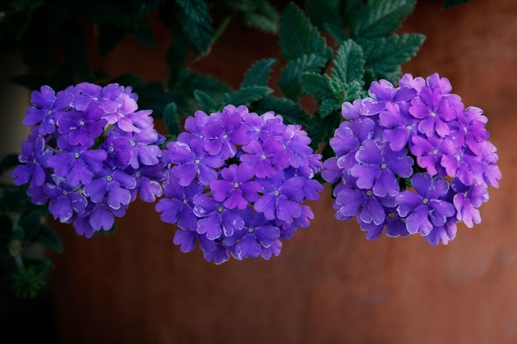 Picture of TRI FLORAL BOUQUET