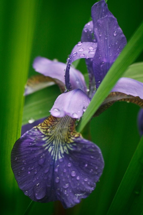 Picture of WILD IRIS