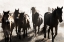 Picture of WESTWARD BOUND
