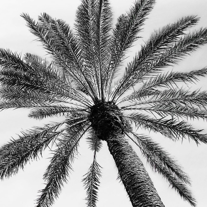 Picture of SKYWARD PALM