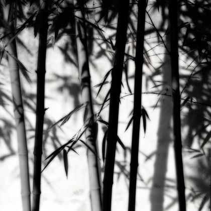 Picture of BAMBOO SHADOWS