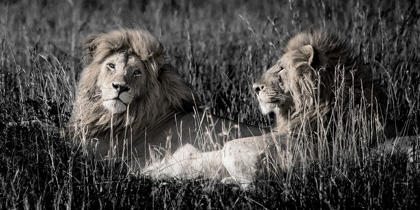 Picture of MARA LIONS