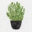 Picture of HERB GARDEN II
