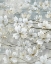 Picture of DOGWOODS IN BLOOM