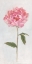 Picture of PEONY II