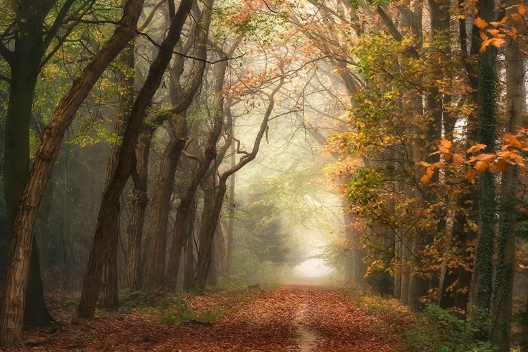 Picture of PATH OF DREAMS