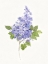 Picture of DAINTY BOTANICAL LILAC