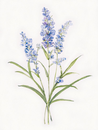 Picture of DAINTY BOTANCIAL LAVENDER
