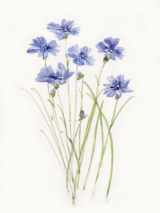 Picture of DAINTY BOTANICAL CORNFLOWER