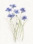 Picture of DAINTY BOTANICAL CORNFLOWER