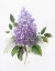 Picture of LILAC ROMANCE I