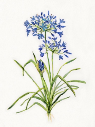 Picture of BLUE LIVELY BOTANICAL I