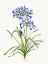 Picture of BLUE LIVELY BOTANICAL I
