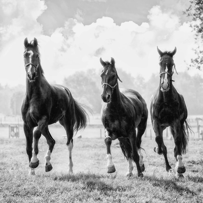 Picture of THREE OF A KIND