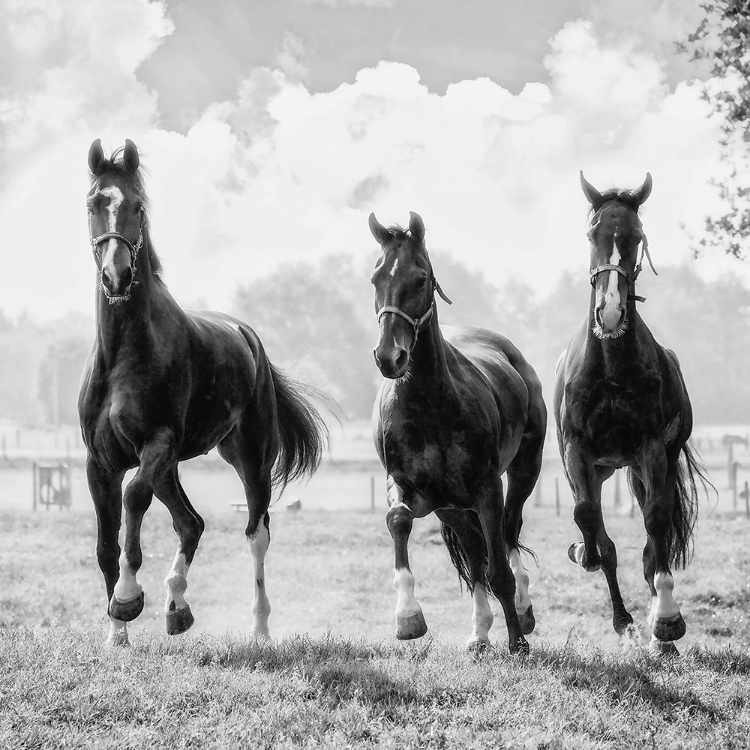 Picture of THREE OF A KIND