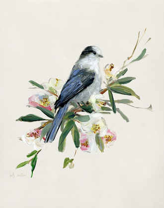 Picture of SPRING SONG GRAY JAY