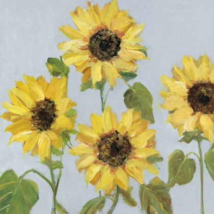 Picture of SUNFLOWER ARRAY II
