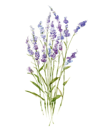 Picture of SWEET LAVENDER I