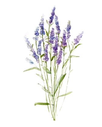 Picture of SWEET LAVENDER II