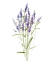 Picture of SWEET LAVENDER II
