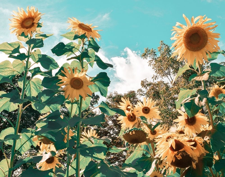 Picture of SUNFLOWER FIELD