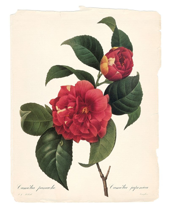 Picture of RED BOTANICAL I