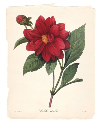 Picture of RED BOTANICAL II