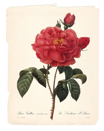 Picture of RED BOTANICAL III