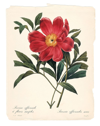 Picture of RED BOTANICAL IV