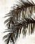 Picture of PALM II