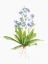 Picture of GARDEN BOTANICAL II