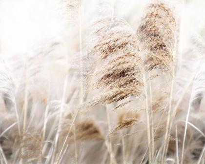 Picture of SOFT PAMPAS