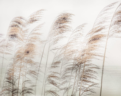 Picture of DELICATE PAMPAS
