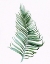 Picture of SAGE FROND II