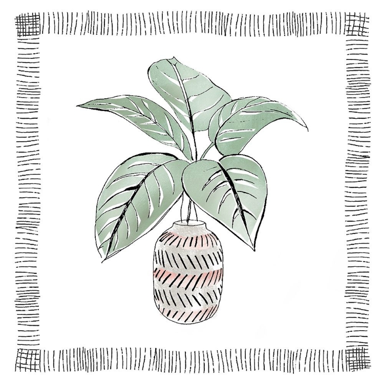 Picture of ZEBRA PLANT