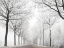 Picture of THE LAST WINTER