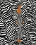Picture of ZEBRA INSPIRED FASHION