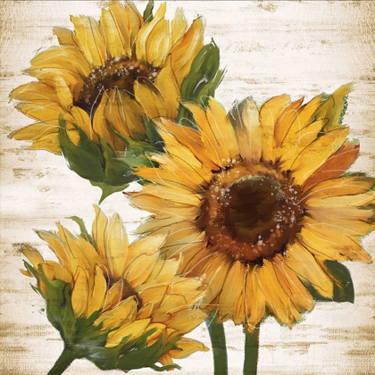 Picture of SUNFLOWER SUMMER I